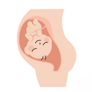 お腹の中の胎児イラスト